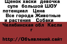 Щенок хаски, девочка супе, большой ШОУ потенциал › Цена ­ 50 000 - Все города Животные и растения » Собаки   . Челябинская обл.,Касли г.